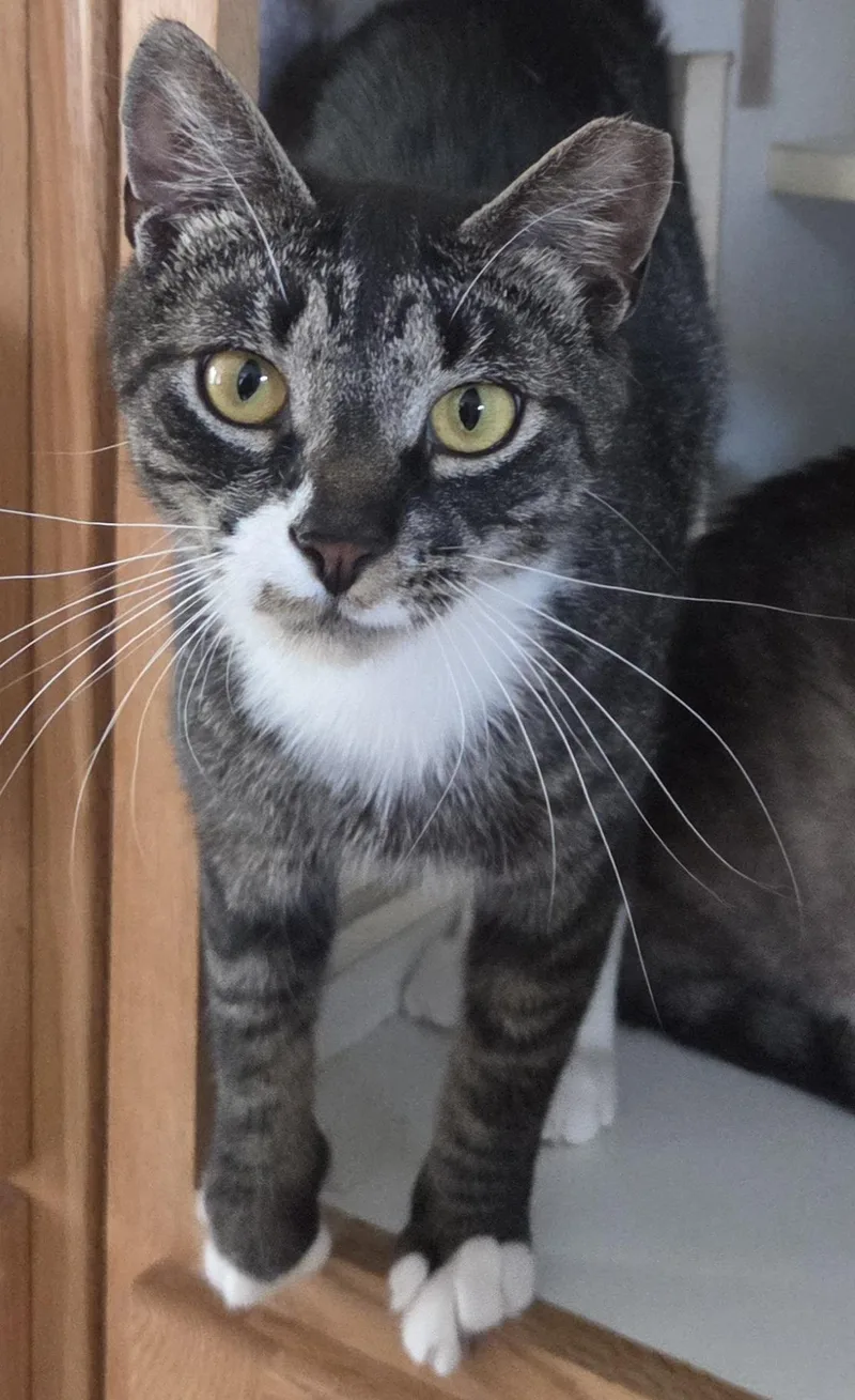 A young medium-sized male Tabby (Brown / Chocolate) Domestic Short Hair cat named Biscuits for adoption in Mansfield Center, CT