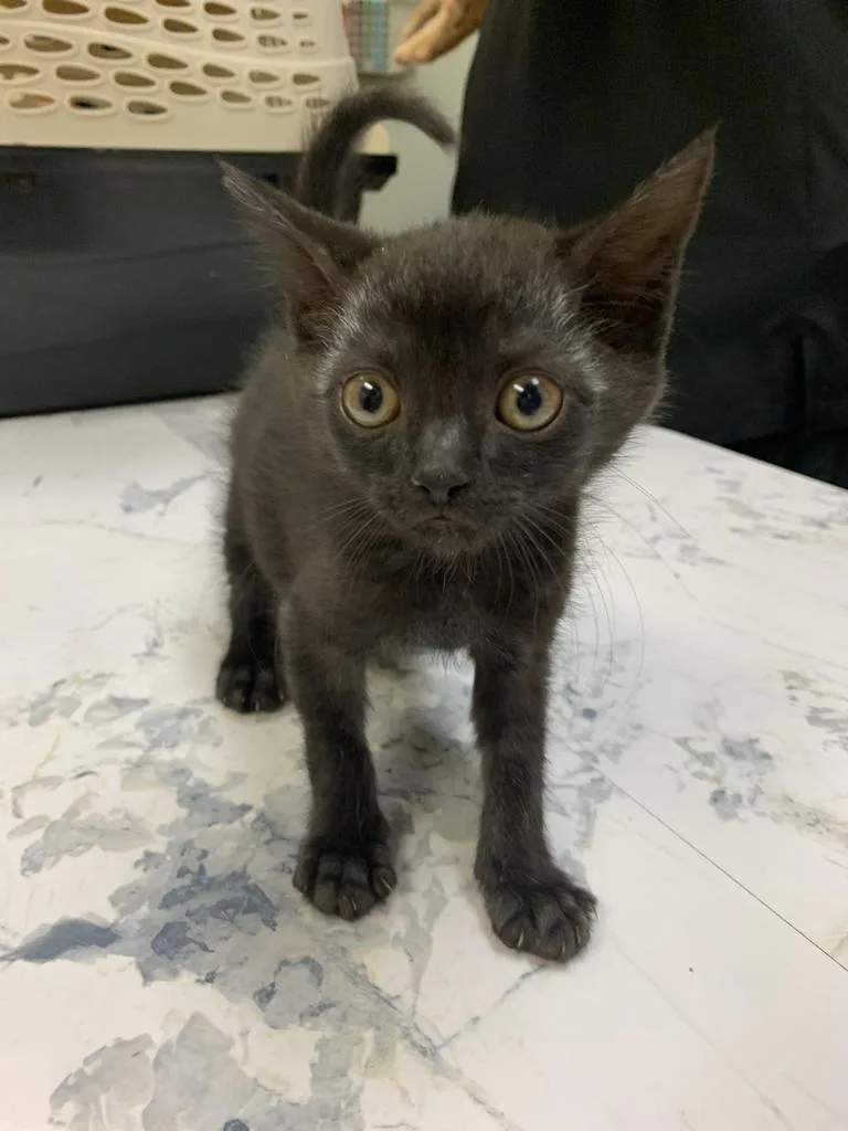 A baby medium-sized female Domestic Short Hair cat named Fun for adoption in Florence, SC