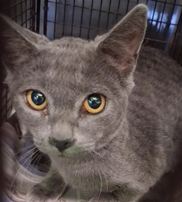 A young medium-sized female Domestic Short Hair cat named G.g. for adoption in Los Angeles, CA