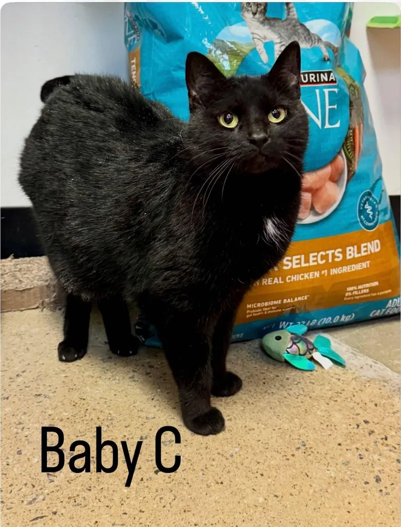 A senior medium-sized female Domestic Short Hair cat named Baby C for adoption in Herndon, VA