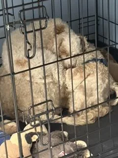 An adult medium-sized male Goldendoodle dog named Roger for adoption in Monroe, VA