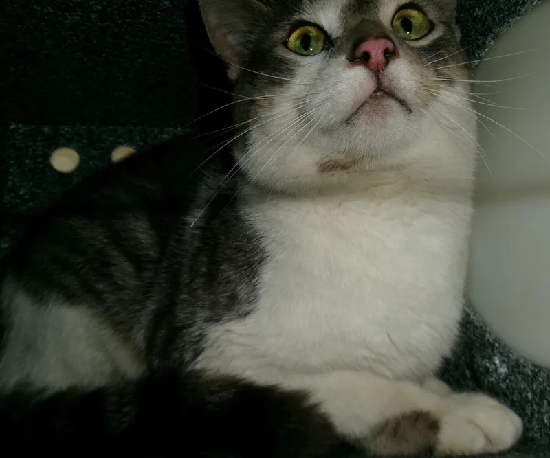 An adult medium-sized male Gray / Blue / Silver Domestic Short Hair cat named Tonka Jahari for adoption in Plover, WI