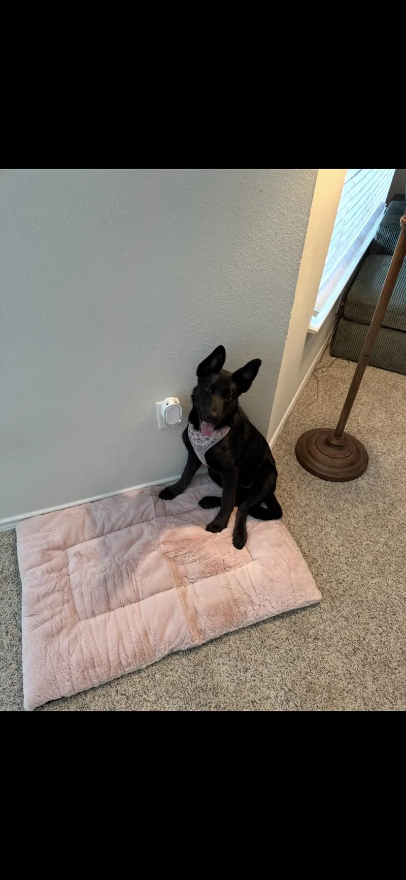 A baby large-sized female Black German Shepherd Dog dog named Sabina for adoption in Garland, TX