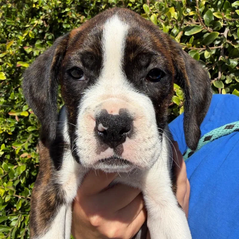 A baby small-sized female White / Cream Boxer dog named Mango for adoption in Santa Barbara, CA