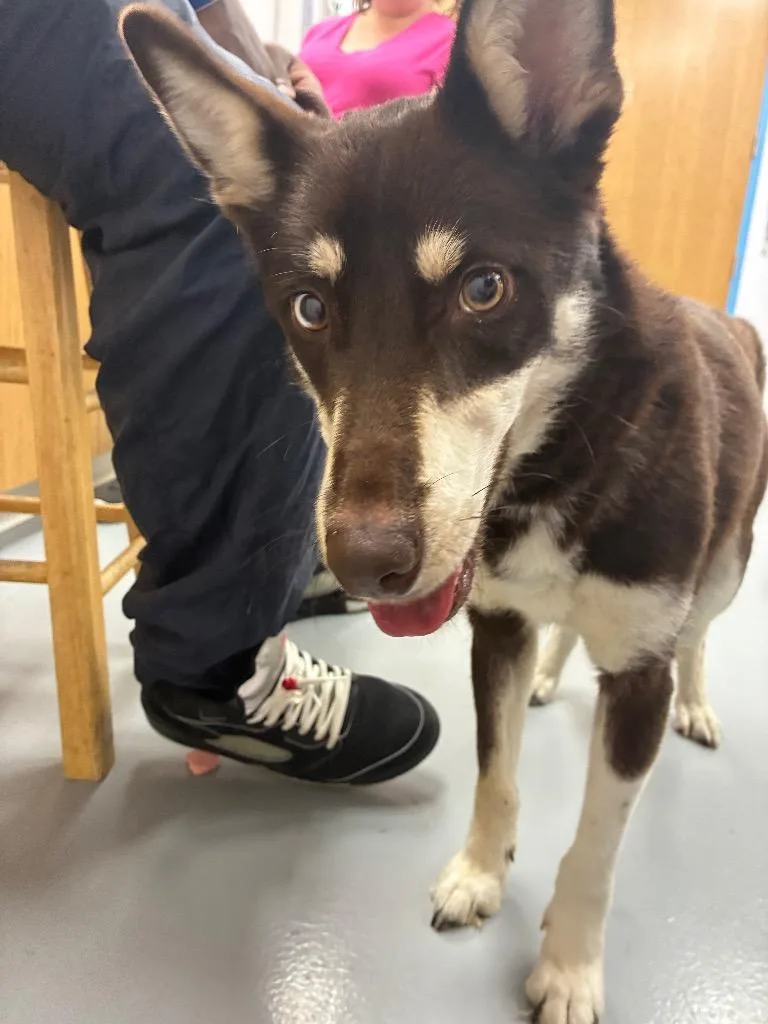 A young medium-sized female Husky dog named Rockstar for adoption in Hartsville, SC
