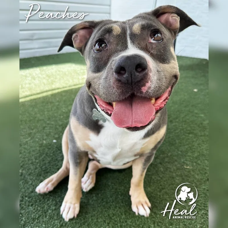 A senior medium-sized female Gray / Blue / Silver Pit Bull Terrier dog named Peaches for adoption in Youngwood, PA