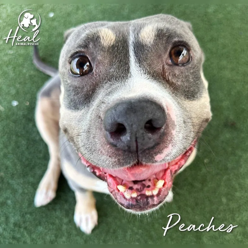 Peaches thumbnail 2