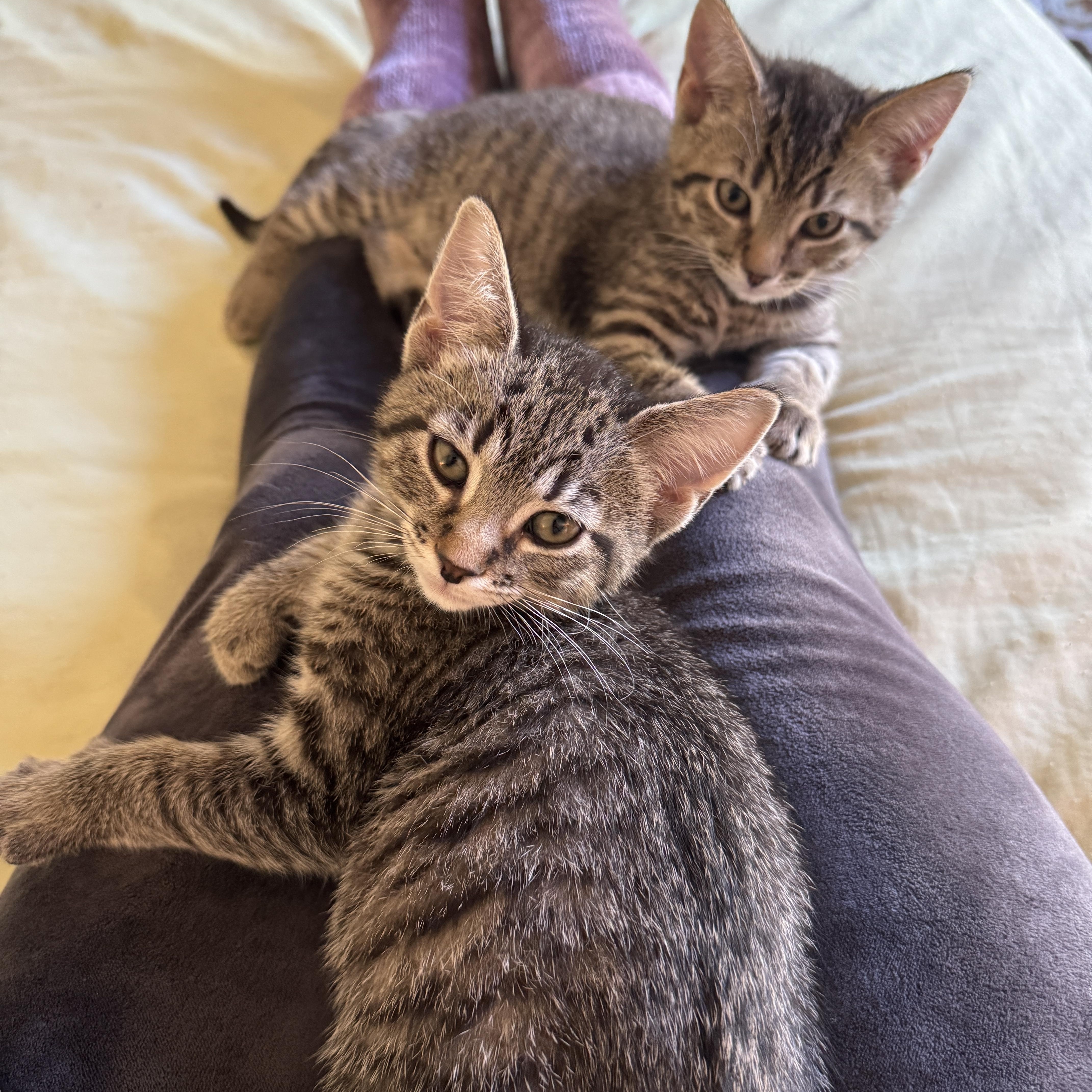 Blueberry Muffin thumbnail 2