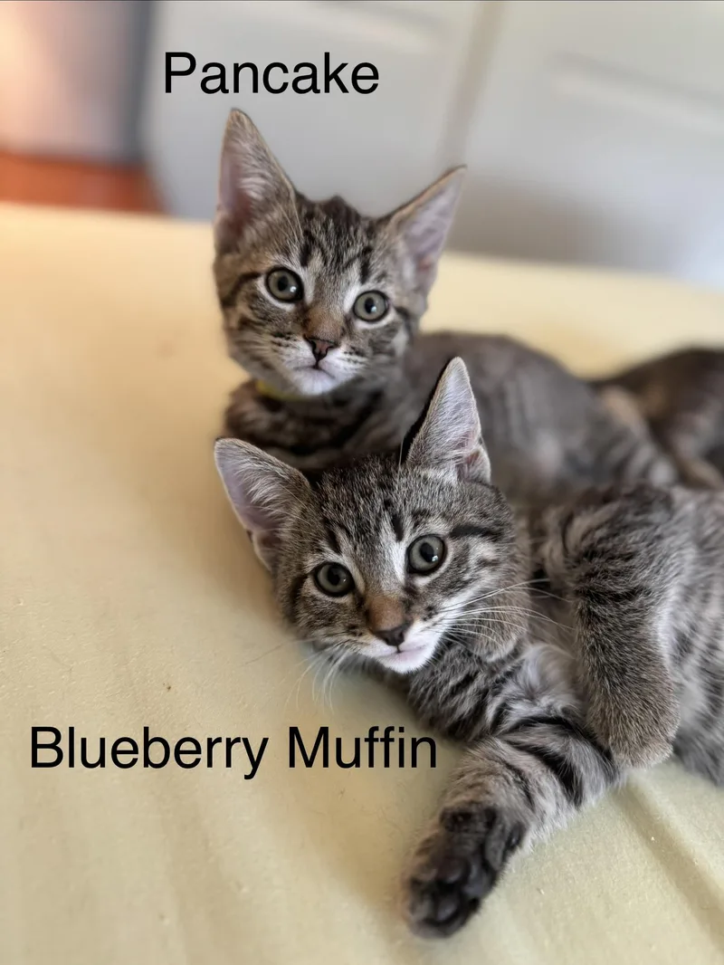 Blueberry Muffin thumbnail 3