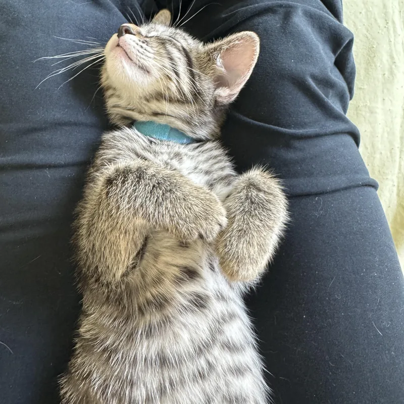 Blueberry Muffin thumbnail 4