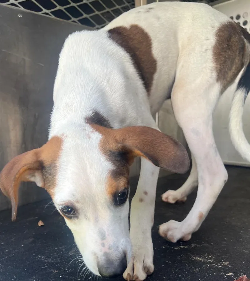 A young small-sized male Mixed Breed dog named Pip for adoption in Rome, GA