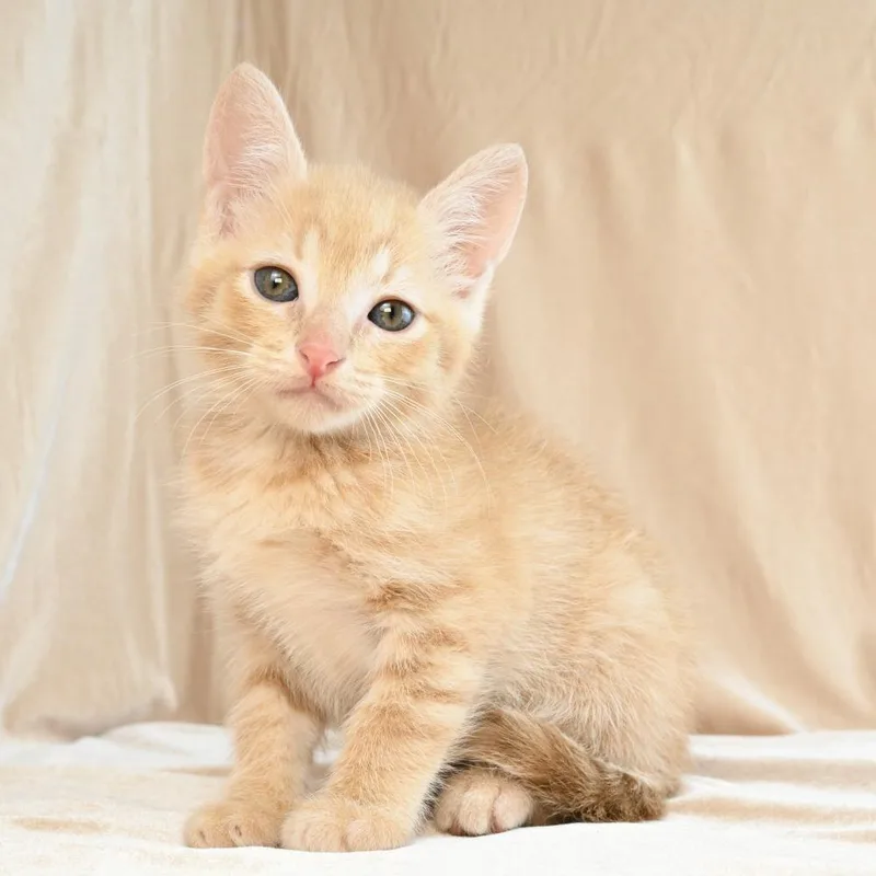 A baby small-sized female Cream / Ivory Domestic Short Hair cat named Pixie for adoption in Mobile, AL
