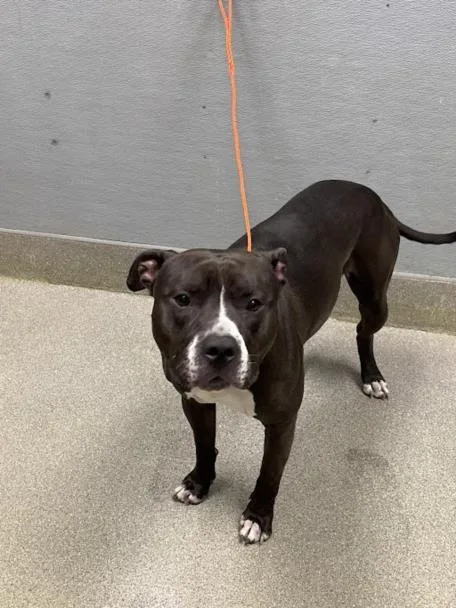 An adult large-sized male Pit Bull Terrier dog named Prince for adoption in Las Vegas, NV