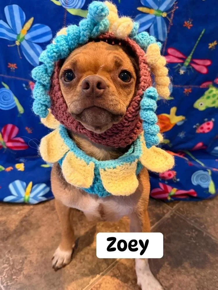A young small-sized female Brown / Chocolate Mixed Breed dog named Zoey for adoption in Scranton, PA