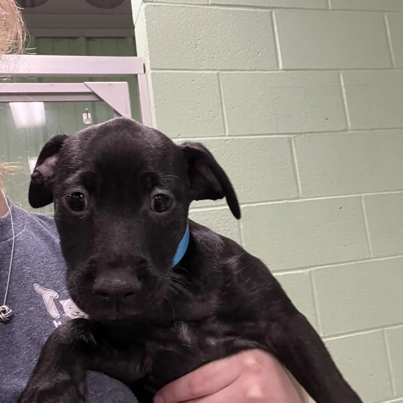 A baby medium-sized female Mixed Breed dog named Chloe for adoption in DeKalb, IL