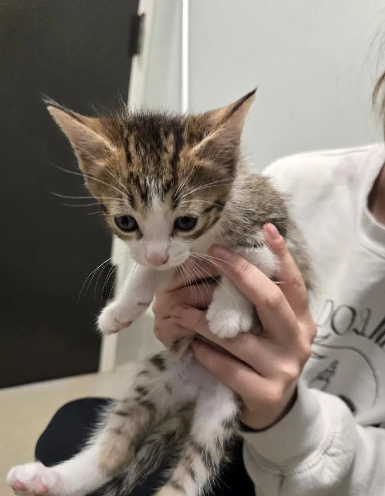 A baby small-sized male Domestic Short Hair cat named Keebler for adoption in Dickson, TN