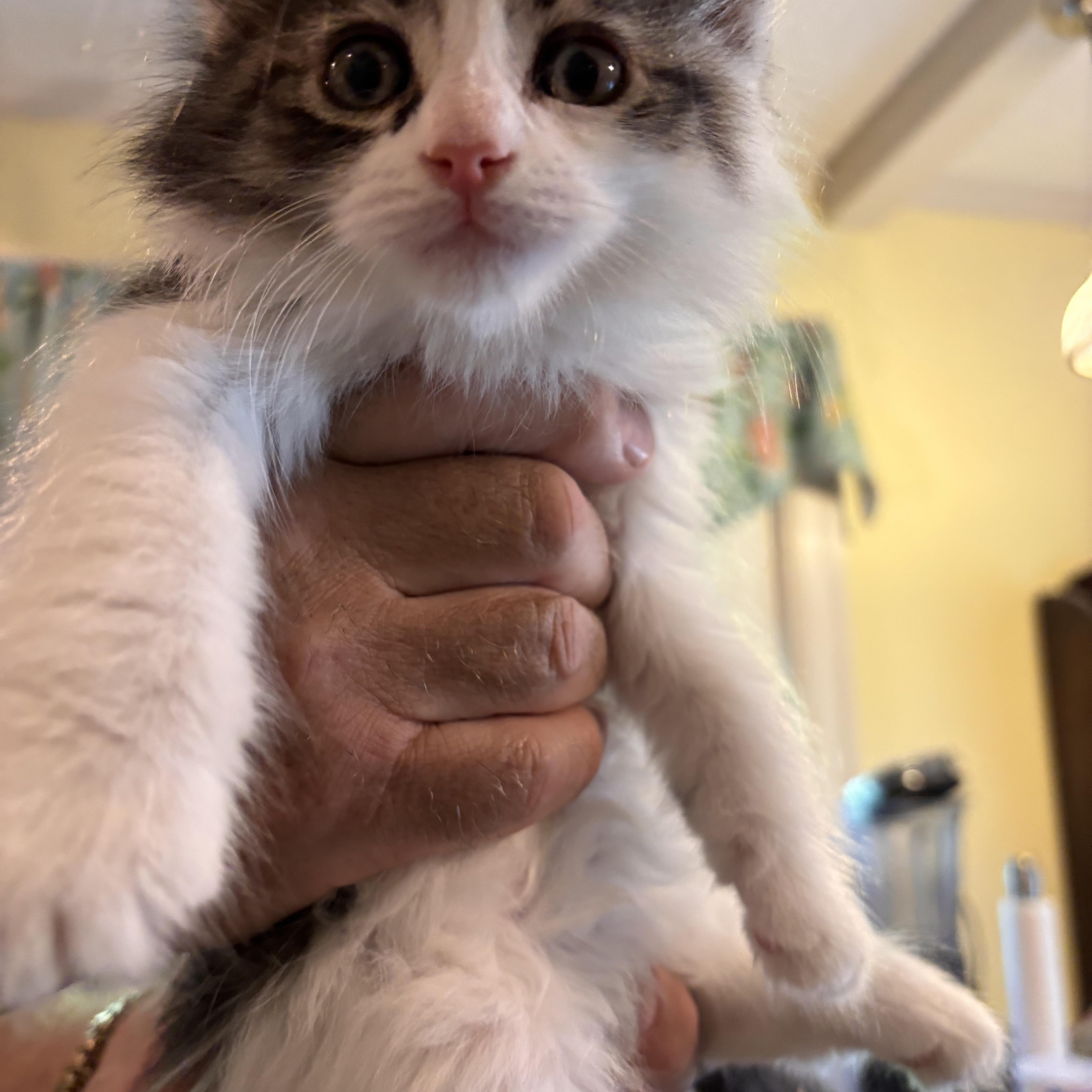 A baby medium-sized male Tabby (Brown / Chocolate) Domestic Medium Hair cat named Nino for adoption in Shelby Township, MI