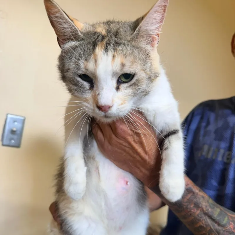 An adult medium-sized female White Domestic Short Hair cat named Freckles for adoption in Corinth, MS