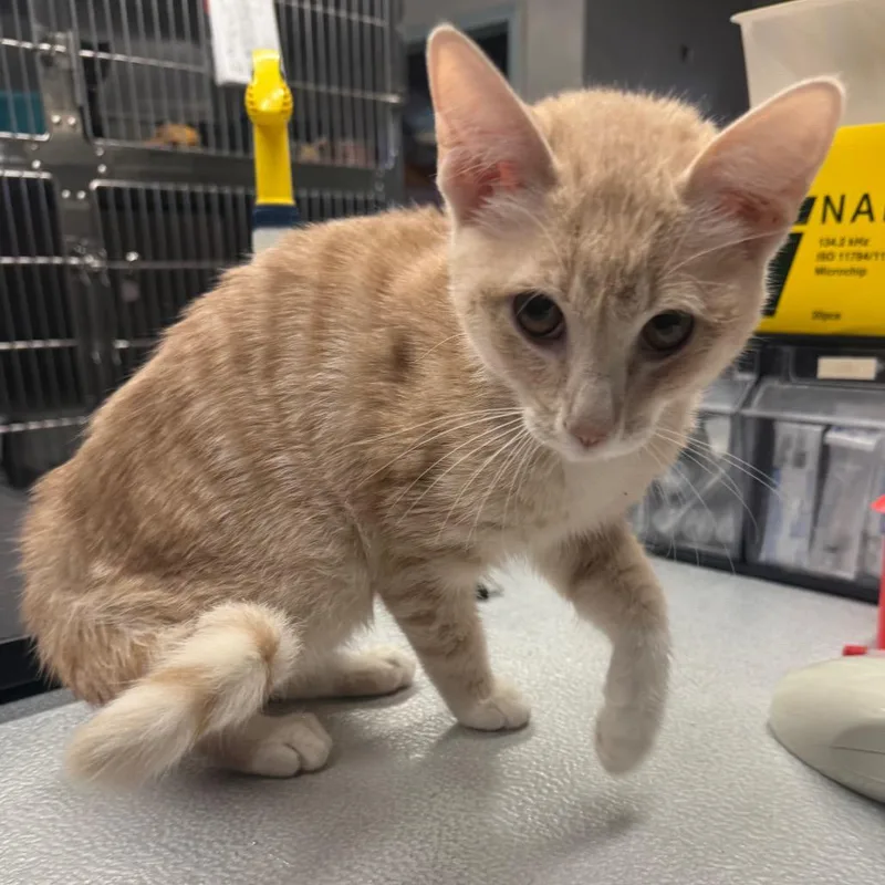 A young medium-sized male Domestic Short Hair cat named Peanut for adoption in Spokane, WA