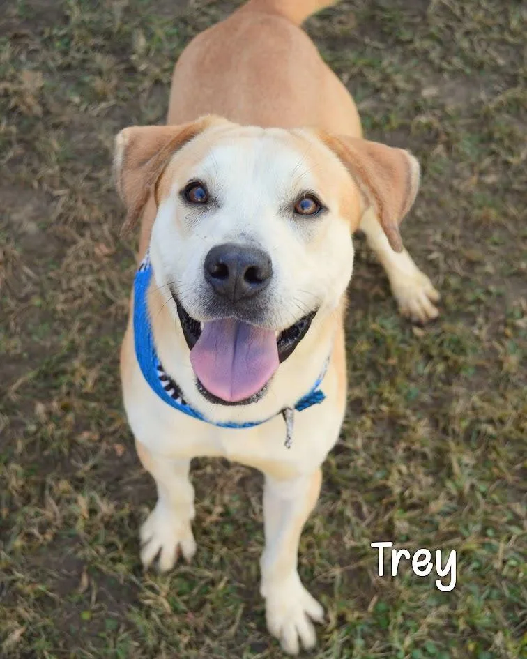 Trey thumbnail 2