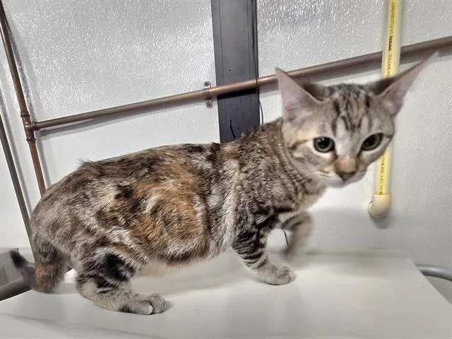 A baby medium-sized female Domestic Short Hair cat named Coraline for adoption in Panama City, FL