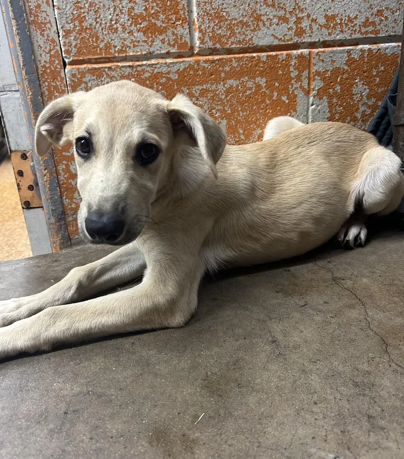 A baby large-sized female Labrador Retriever dog named Quinn for adoption in Warr Acres, OK