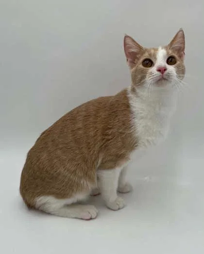 A young small-sized female Domestic Short Hair cat named Sissy for adoption in Bowling Green, KY