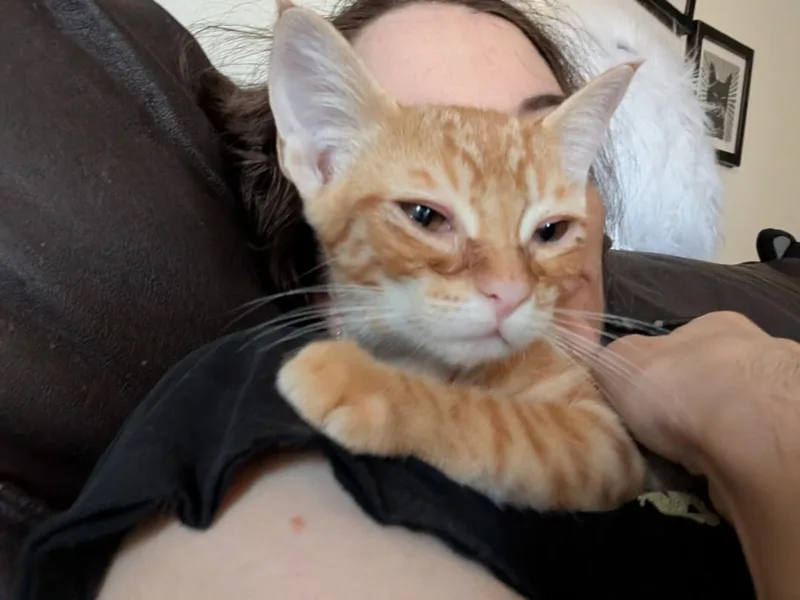 A baby small-sized female Domestic Short Hair cat named Princess for adoption in Burbank, CA