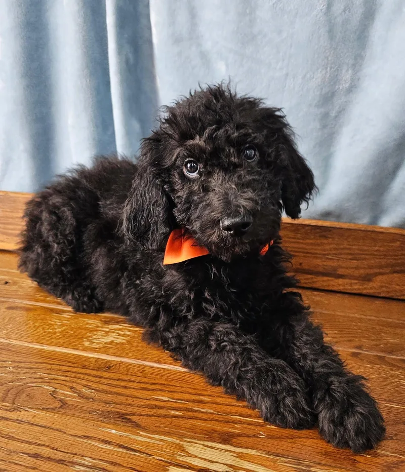 A baby medium-sized male Black Standard Poodle dog named Pilot for adoption in East Sparta, OH