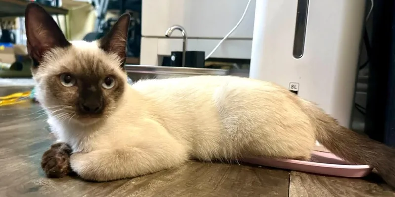 An adult small-sized male Siamese cat named Doppio for adoption in Burbank, CA