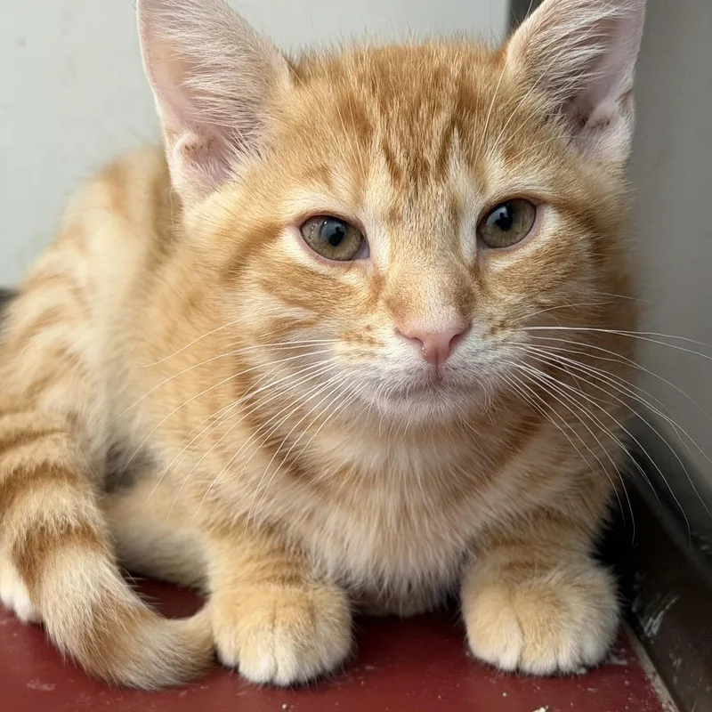A baby small-sized female Orange / Red Domestic Short Hair cat named Glacier for adoption in Quakertown, PA