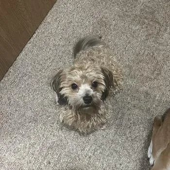 An adult small-sized female Brown / Chocolate Yorkshire Terrier dog named Fala for adoption in Madison, WI