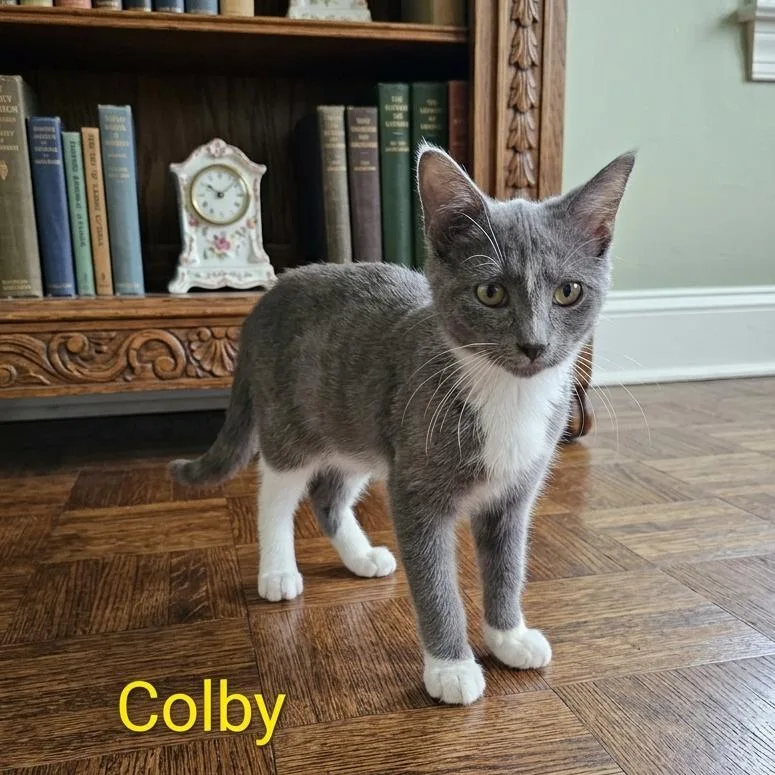 A baby small-sized male Gray / Blue / Silver Domestic Short Hair cat named Colby for adoption in Elwood, IN