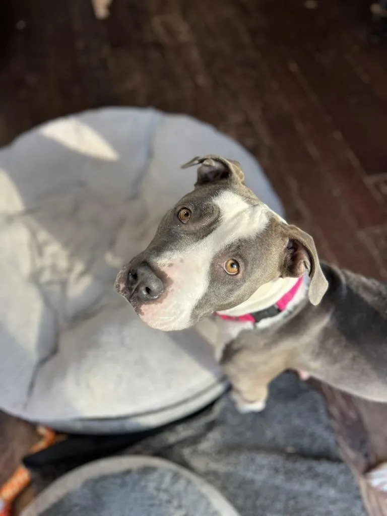 Chicken  Momma Dog thumbnail 2