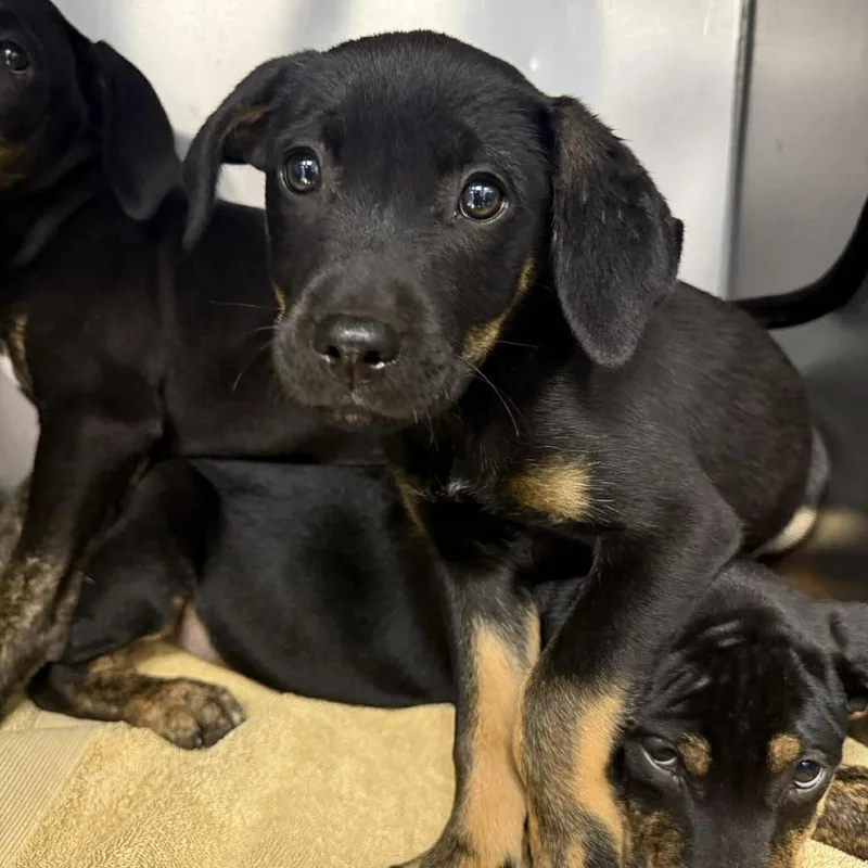 A baby large-sized female Black Hound dog named Zinnia for adoption in Martinsville, VA