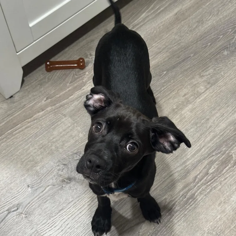 A baby small-sized male Feist dog named Pinecone for adoption in Alexandria, VA