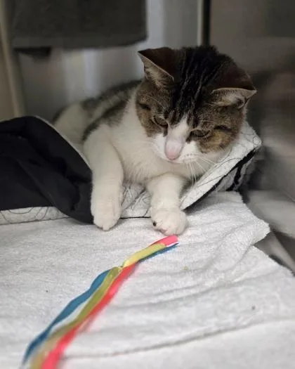 An adult medium-sized female Domestic Short Hair cat named Berry Pie for adoption in Westland, MI