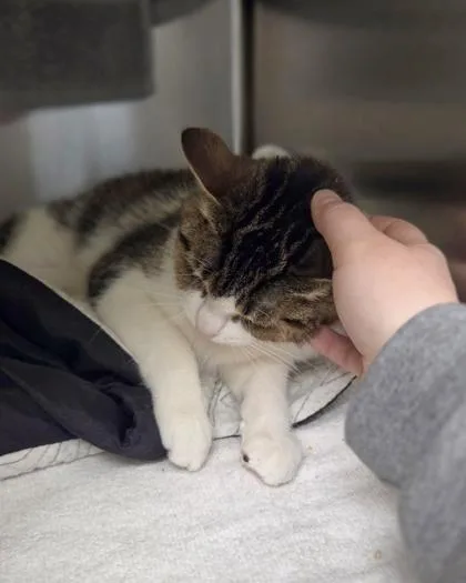 Berry Pie thumbnail 2