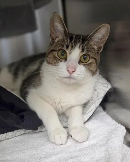 Berry Pie thumbnail 3