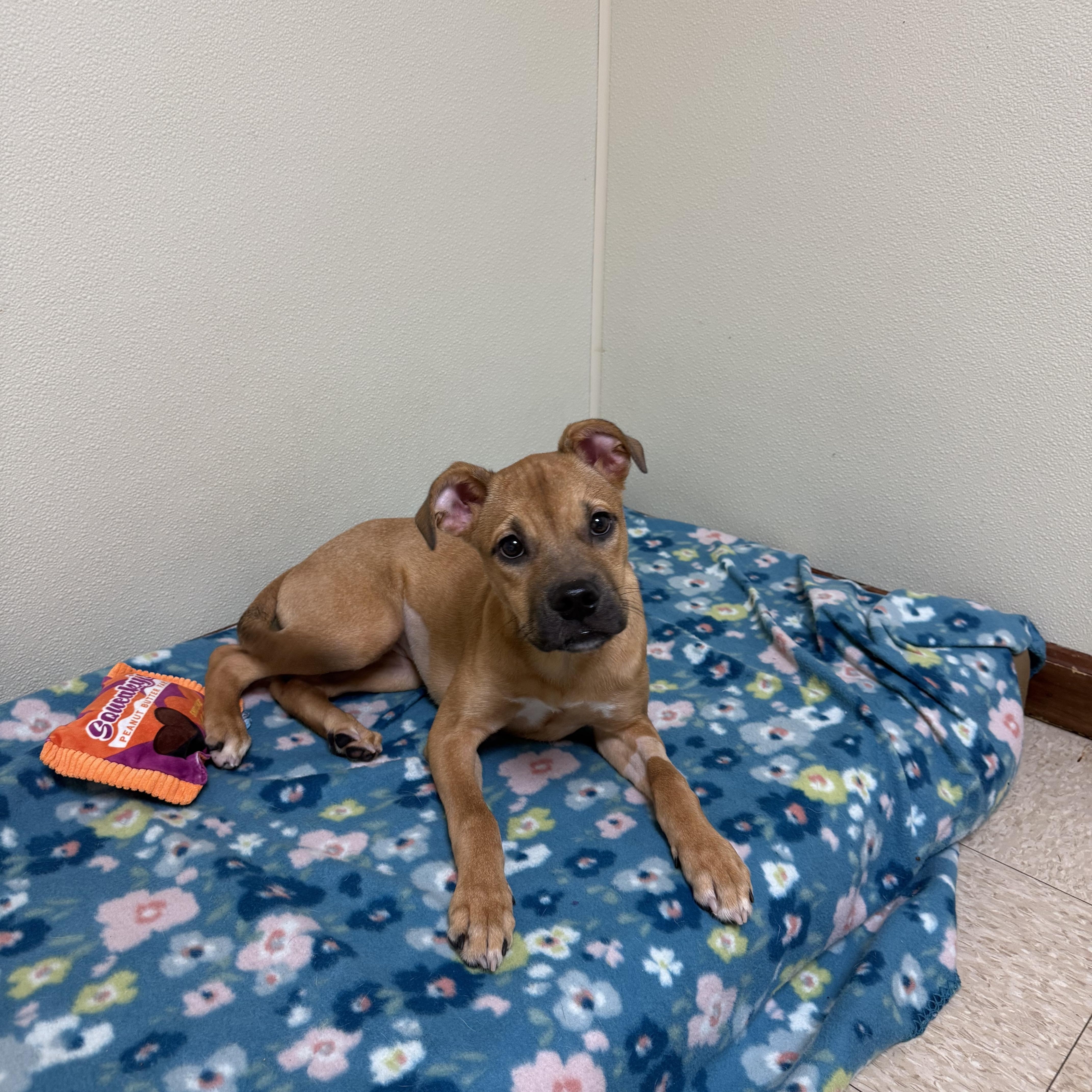 A baby medium-sized female Red / Chestnut / Orange Boxer dog named Dixie for adoption in Douglas, MA