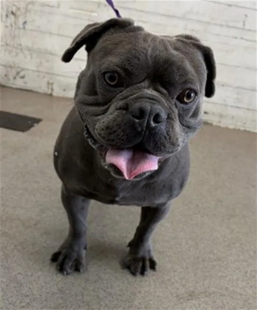 An adult medium-sized male French Bulldog dog named Cheeto for adoption in San Bernardino, CA