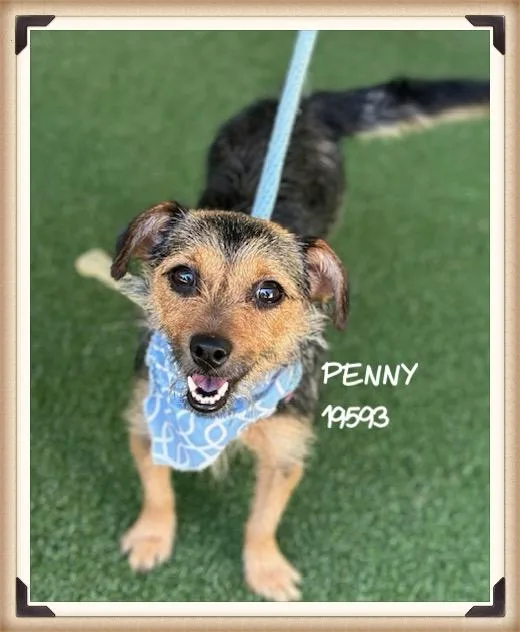 Penny