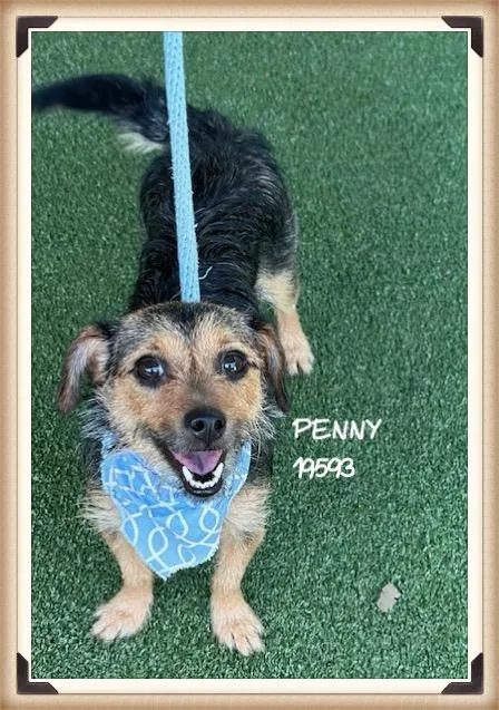 Penny thumbnail 2