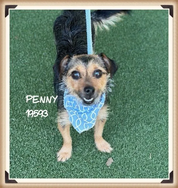 Penny thumbnail 3