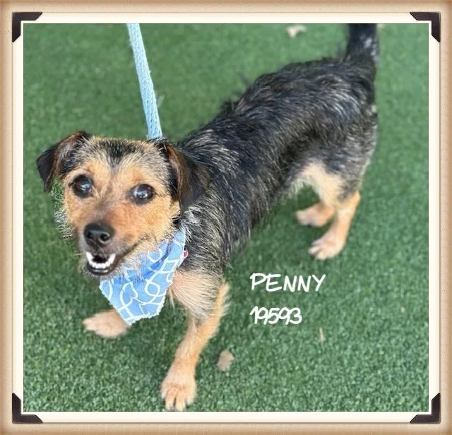 Penny thumbnail 4