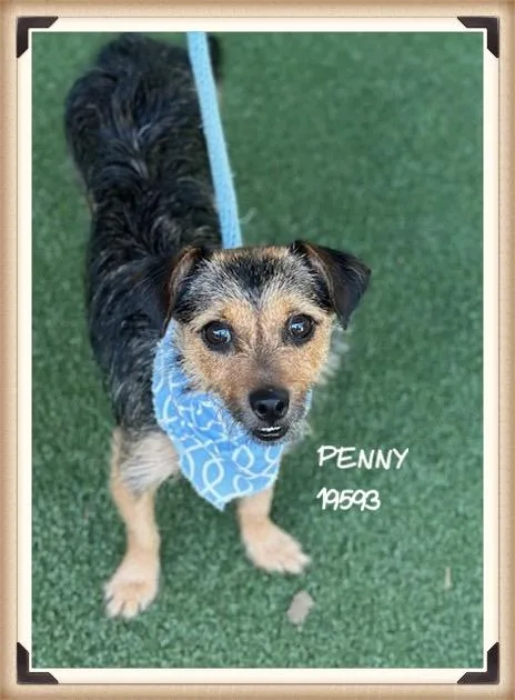 Penny thumbnail 5