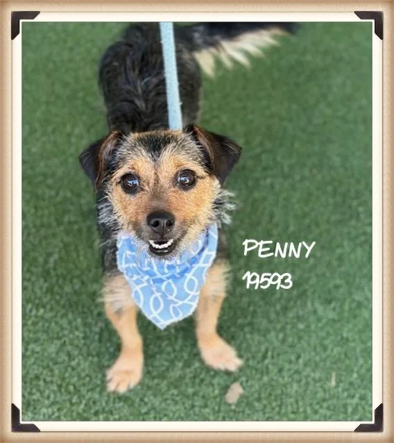 Penny thumbnail 6
