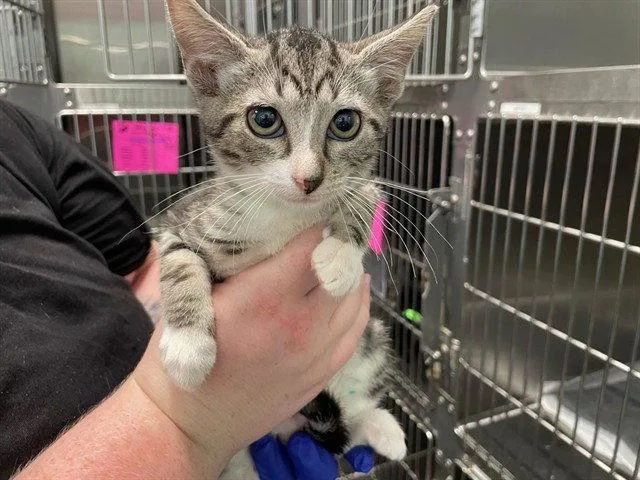 A baby small-sized female Domestic Short Hair cat named Delivery for adoption in Tavares, FL