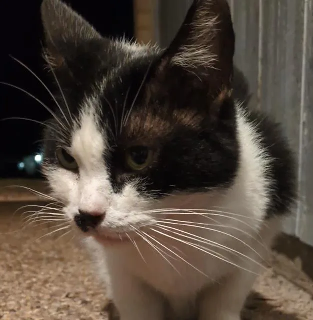 A senior medium-sized female Domestic Short Hair cat named Edith for adoption in San Antonio, TX