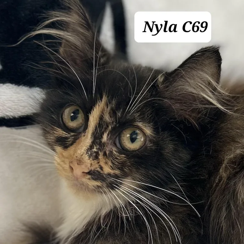 A baby medium-sized female Tortoiseshell Domestic Long Hair cat named Nyla for adoption in Morganton, NC